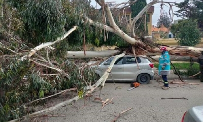 Un árbol cae en una avenida de La Paz.