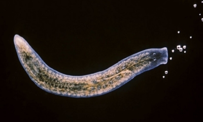 Crenobia alpina, del género de tricládidos planáridos. Foto: RT