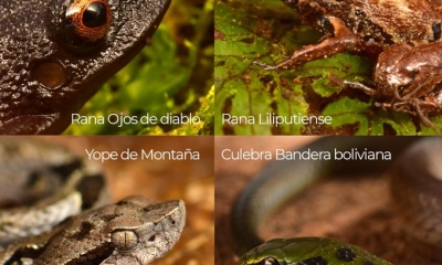 20 nuevas especies se descubrieron en Bolivia | @LuchoXBolivia