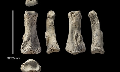 Falange fosilizada del dedo medio de un Homo sapiens, encontrada en la excavación arqueológica Al Wusta, Arabia Saudita. Foto: Ciencia.es