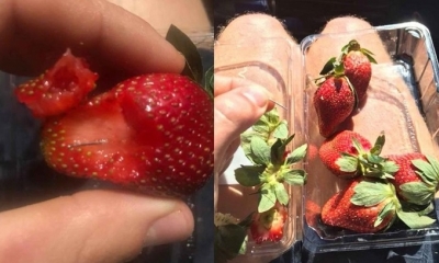 Fotografías de algunas de las agujas detectadas en fresas en Australia.