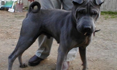 El cruce de estos perros es considerada letal/Foto. RRSS