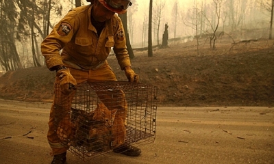 Gatos siendo trasladados al refugio.