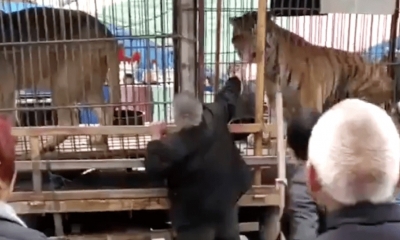 Apenas lograron que le el animal/Foto. Captura de pantalla