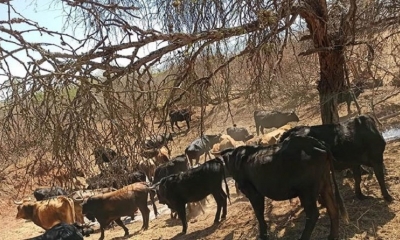 Los atajados para el ganado casi secos en Pasorapa,municipio afectado por la sequía. | Alcaldía de Pasorapa