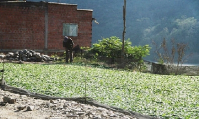 Cultivos de cocales en la población de la Asunta de la provincia en Sud Yungas de La Paz. Foto: La Razón.