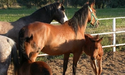 Después de tres meses de inmunización, un grupo de caballos alcanzó su punto máximo de generación de anticuerpos contra el coronavirus.