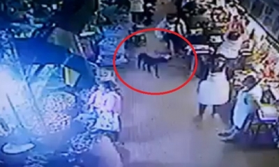 No se sabe el paradero del perrito/Foto. Captura de pantalla 