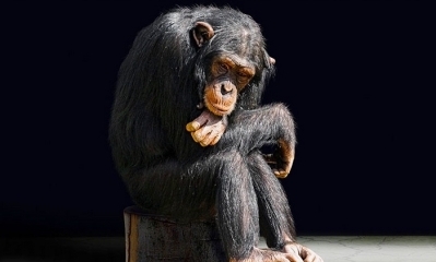 Imagen Ilustrativa. Foto: RT 