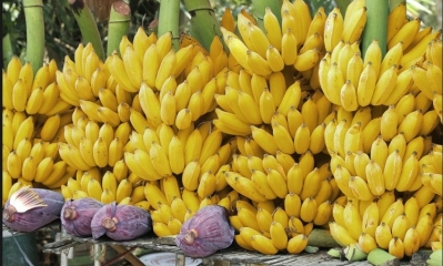 Oropeza prevé que hasta el 31de diciembre las exportaciones de banano superen los 36 millones de dólares.