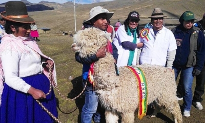 Una alpaca ganadora en una feria regional de Cocapata./Foto. LT