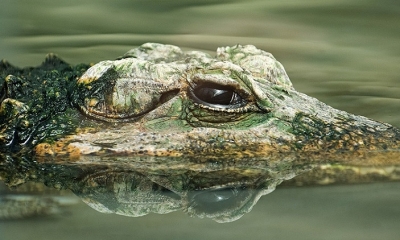 Imagen Ilustrativa. Foto: RT 