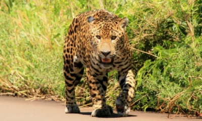 Yaguareté/Foto. RRSS