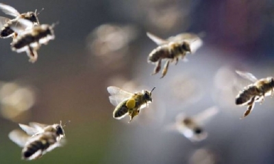 Abejas | Fuente: AFP/ imagen referencial