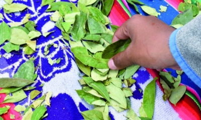 La tradicional hoja de coca llega a diferentes regiones del país. Foto: APG.