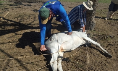 Se realizó la toma de muestras para el diagnóstico de Brucelosis en el municipio de San Ramón. Foto: Gobernación del Beni