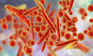 Las bacterias del micoplasma causan neumonía e infecciones genitales y urinarias.