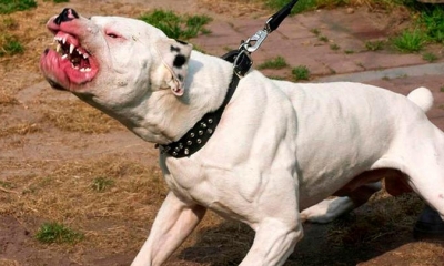 Perro emprendió un feroz ataque contra malhechor.