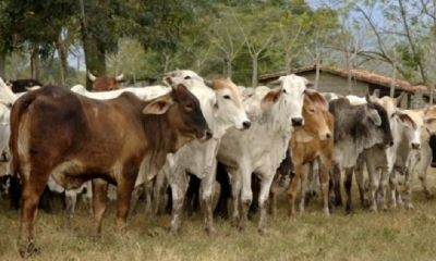 Para el programa de Desarrollo Sostenible de la Ganadería Bovina en Bolivia se ha destinado más de 26 millones de bolivianos al cierre de la gestión 