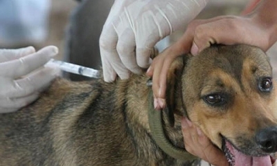 Zoonosis desplegó entre el sábado y domingo pasados 1.200 brigadas que recorrieron los barrios.