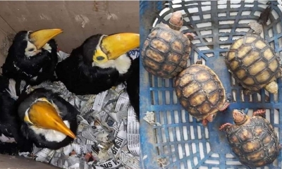 vendia animales silvestres
