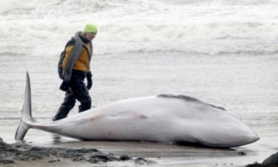 Un miembro del equipo de Rescate de Vida Marina de los Buzos Británicos mira a una ballena minke en East Beach
