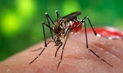 Desde que llegó a Brasil la cepa del zika ha cambiado mucho