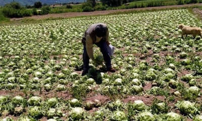 Cultivos de verdura dañados por la lluvia en Vinto