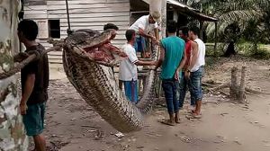 Un guardia de seguridad indonesio se batió en duelo contra una enorme serpiente que se le interpuso en su camino.