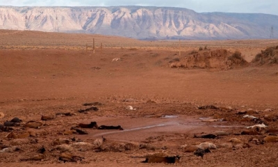 Casi 200 caballos aparecieron muertos en territorio navajo en Arizona/Foto. RRSS