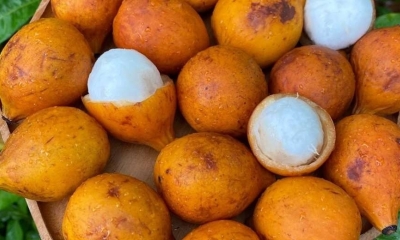 Achachairú, Fruta del oriente boliviano