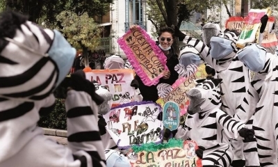 cebras en su campaña 