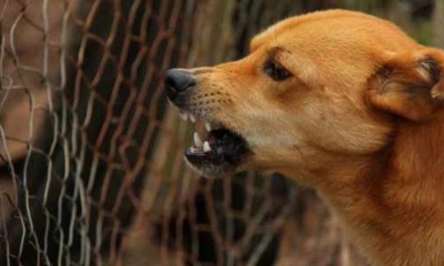 Se confirmaron dos casos de rabia canina en la ciudad de Villa Montes