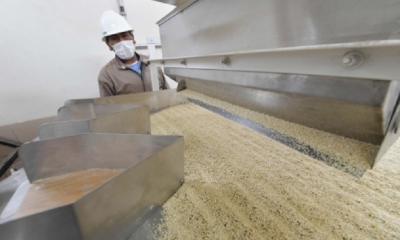 Bolivia exportó el año pasado más de 35.000 toneladas de quinua a mercados de Estados Unidos y Europa por un valor superior a 84 millones de dólares