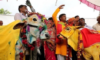 El toro Nandeshwar y la vaca Nandini se dieron el sí para alegrar al dios de la lluvia Indra. Foto: EFE