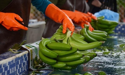 La producción de banano en el Chapare. | Los Tiempos