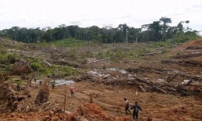 Foto: Serfor Perú 