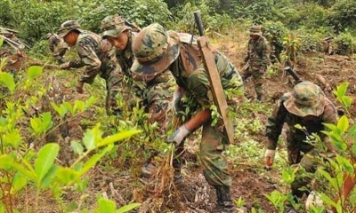 Bolivia destruye más de 9.000 hectáreas de cultivos de hojas de coca este año. 