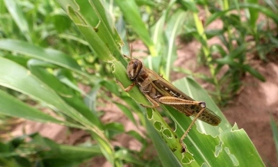 En 2017 se reportó el primer brote de la plaga de langostas en zonas productivas de Cabezas. Foto: APG 