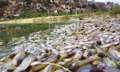 IMAGEN REFERENCIAL/ Foto. Internet