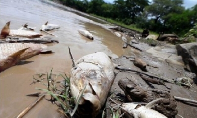 La alcaldía de Pailón recibió el reporte de los peces muertos. Foto: Imagen referencial