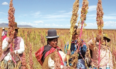 Productores de Quinua se alistan para el Congreso de la Quinua 