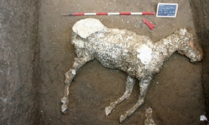 Fotografía facilitada por el Parco Archeologico di Pompei de un caballo sepultado en unas cuadras desde la erupción