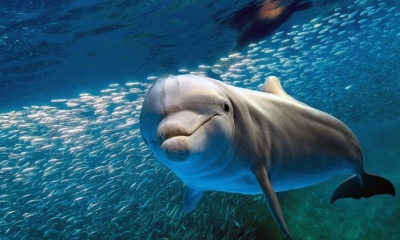 Los delfines presentan comportamientos similares a la cultura humana