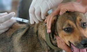 Campaña contra la rabia canina