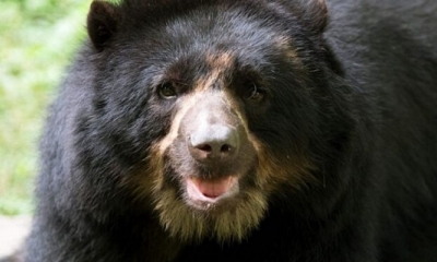El oso jukumari es la unica especie de ese plantígrado que habita en Sudamérica