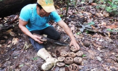 La explotación de la castaña es la principal actividad agrícola