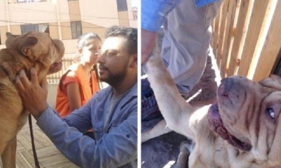 Pantuque se encontraba en una hogar de acogida/Foto. RRSS
