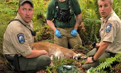 Tuvieron que sacrificar al Puma/Foto. RRSS