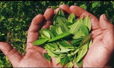  Anunció que el jueves los productores de coca conmemorarán el Día del Acullico con ferias en los nueve departamentos.